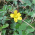 野草・雑草の花