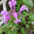 野草・雑草の花