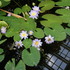 京都府立植物園　春