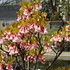 京都府立植物園　春