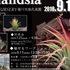 室内の植物🎵