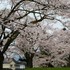 素晴らしき春の花