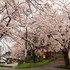 素晴らしき春の花