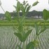 我が家のエコ・ガーデン（自然共存的植物庭園）