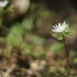 キクザキイチゲ と アズマイチゲの咲く山へ