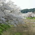 桜咲く