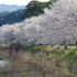 桜咲く