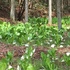 行って来ました　山野草園芸村