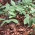 行って来ました　山野草園芸村