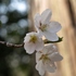 アズマイチゲ×白花ショウジョウバカマ×梅花オウレン＝自生地