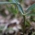 アズマイチゲ×白花ショウジョウバカマ×梅花オウレン＝自生地