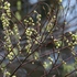 アズマイチゲ×白花ショウジョウバカマ×梅花オウレン＝自生地