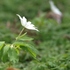 アズマイチゲ×白花ショウジョウバカマ×梅花オウレン＝自生地