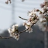 アズマイチゲ×白花ショウジョウバカマ×梅花オウレン＝自生地