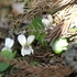 アズマイチゲ×白花ショウジョウバカマ×梅花オウレン＝自生地