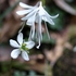 アズマイチゲ×白花ショウジョウバカマ×梅花オウレン＝自生地