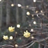 アズマイチゲ×白花ショウジョウバカマ×梅花オウレン＝自生地