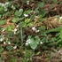 アズマイチゲ×白花ショウジョウバカマ×梅花オウレン＝自生地