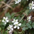 アズマイチゲ×白花ショウジョウバカマ×梅花オウレン＝自生地