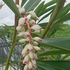 沖縄に咲く花々