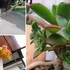 🌵No.1 我家の多肉植物たち🌵