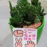 🌵No.1 我家の多肉植物たち🌵