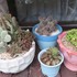 🌵No.1 我家の多肉植物たち🌵