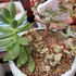 🌵No.1 我家の多肉植物たち🌵