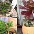 🌵No.1 我家の多肉植物たち🌵