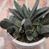 🌵No.1 我家の多肉植物たち🌵