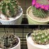 🌵No.1我家のサボテンたち🌵