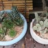 🌵No.1 我家の多肉植物たち🌵