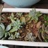 🌵No.1 我家の多肉植物たち🌵