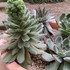 🌵No.1 我家の多肉植物たち🌵