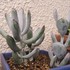 🌵No.1 我家の多肉植物たち🌵