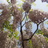 春日大社神苑 萬葉植物園にて