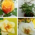 2019 我が家の薔薇