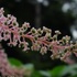 里山の花たち