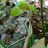 里山の花たち