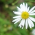 里山の花たち