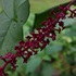 里山の花たち