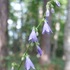 里山の花たち