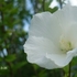 里山の花たち