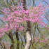 栃木県那須高原自然の家・八幡園地