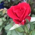  鉢薔薇の写真🌹２