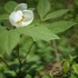 ミツバチの花めぐり