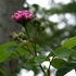オールド・ローズの詰め合わせ…広島市植物公園のオールド・ローズ