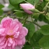 オールド・ローズの詰め合わせ…広島市植物公園のオールド・ローズ