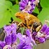 ハーブと季節の花のコテージガーデン