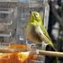 庭先のやって来る🐦小鳥や🐱子猫の色々